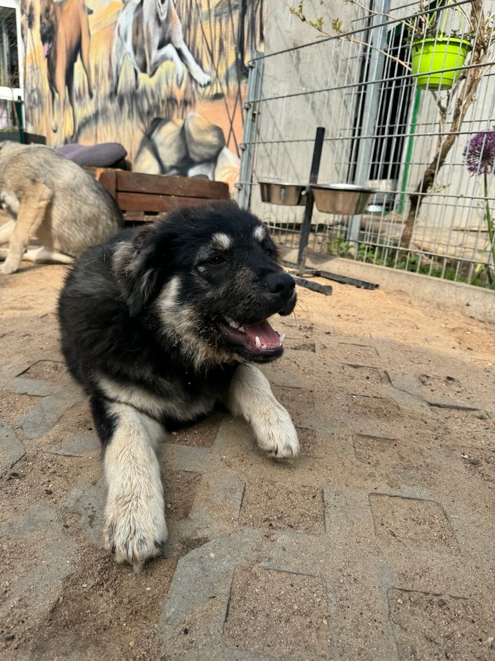 Verspielter BLUE ❤️ aus dem Tierschutz sucht seine Familie in Möckern