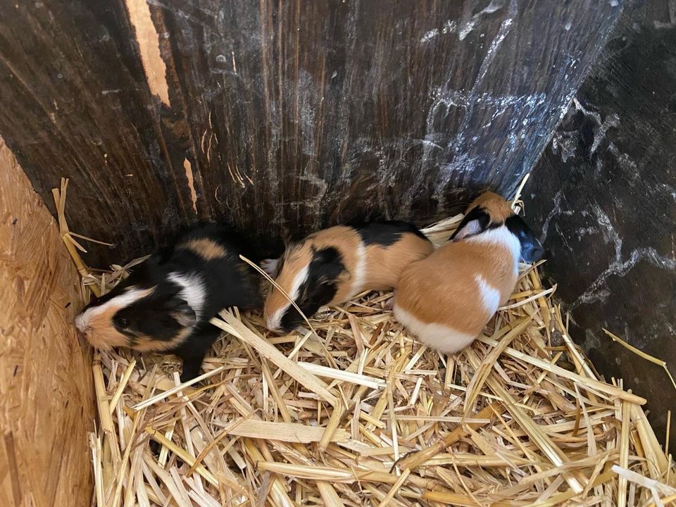 Meerschweinchen, Meeris, Weibchen +Männchen in Georgsmarienhütte