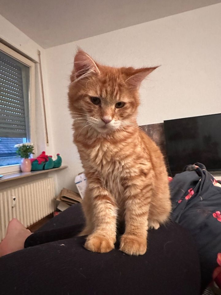 Katzen suchen ein neues Zuhause in Mannheim