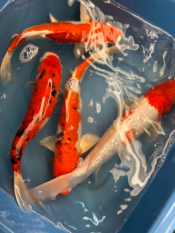 Koi Showa Sanke Kohaku Kujaku Utsuri 25-30cm  Karpfen in Rangendingen