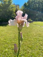 Iris barbata Schwertlilie rosa Teilstücke Baden-Württemberg - Weikersheim Vorschau