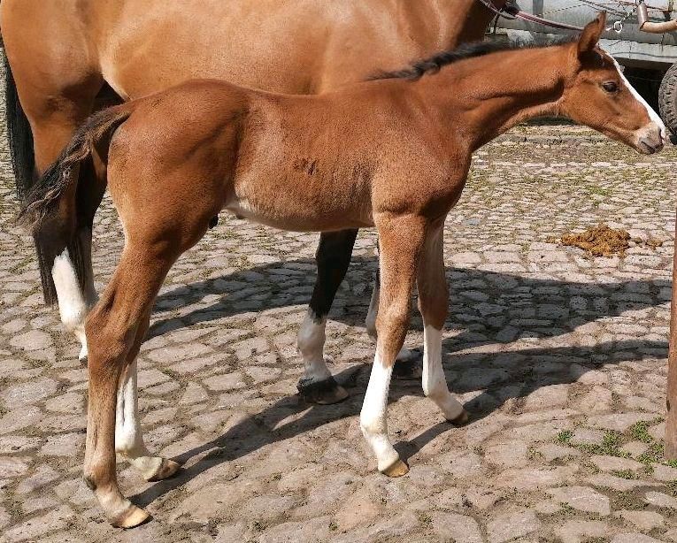 Deutsches Sportpferd Braun Hengst Jährling in Markranstädt