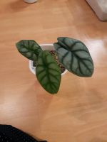 Alocasia Silver Dragon Horn-Lehe - Lehesterdeich Vorschau