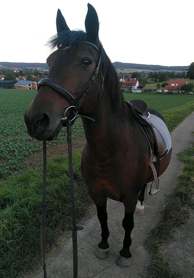 Gelegenheit für Pferdekenner - 2 Pferde abzugeben in Witzenhausen