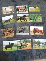 Pferde Postkarten 12 Stück Sachsen - Moritzburg Vorschau