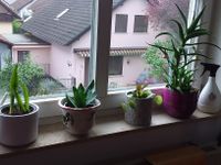 4 preiswerte Pflanzen Hessen - Dietzenbach Vorschau