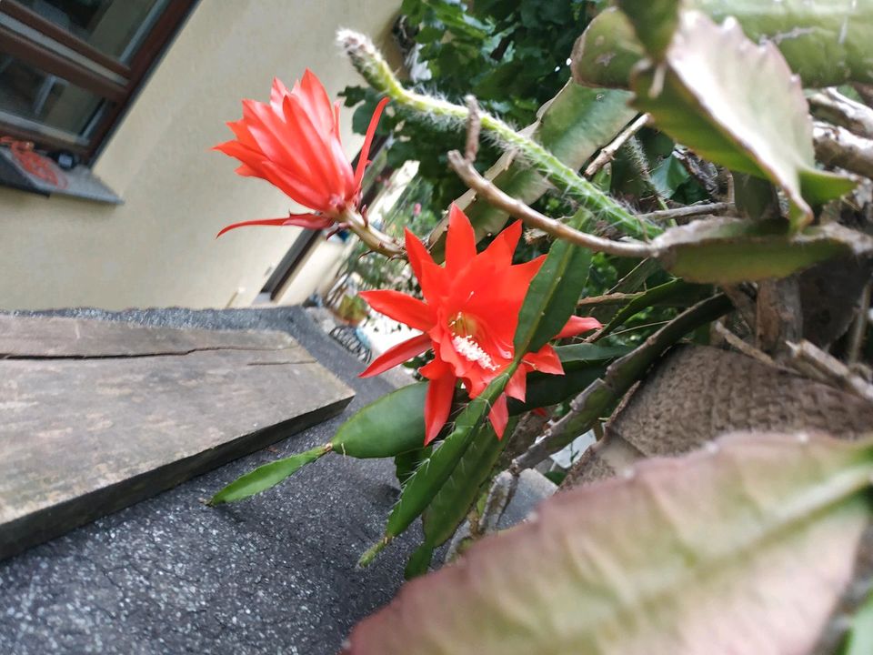 Epiphyllum oxypetalum, Königin der Nacht Kakteen weiß & rot in Flein