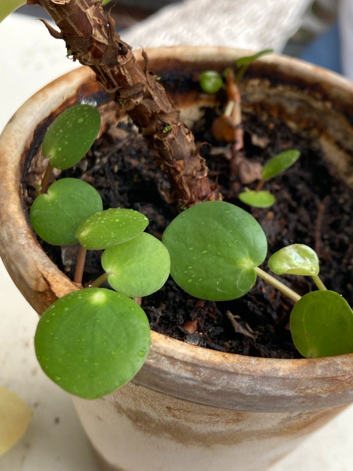 Pilea peperomioides Ufopflanze chinesischer Geldbaum in Varel
