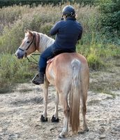 Reitbeteiligung Kreis Pinneberg - Langeln Vorschau