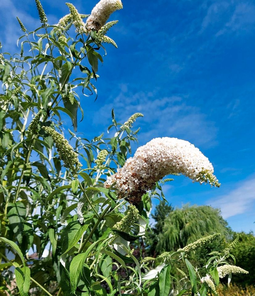 Sommerflieder Schmetterlingsflieder weiß Jungpflanzen Garten in Neresheim