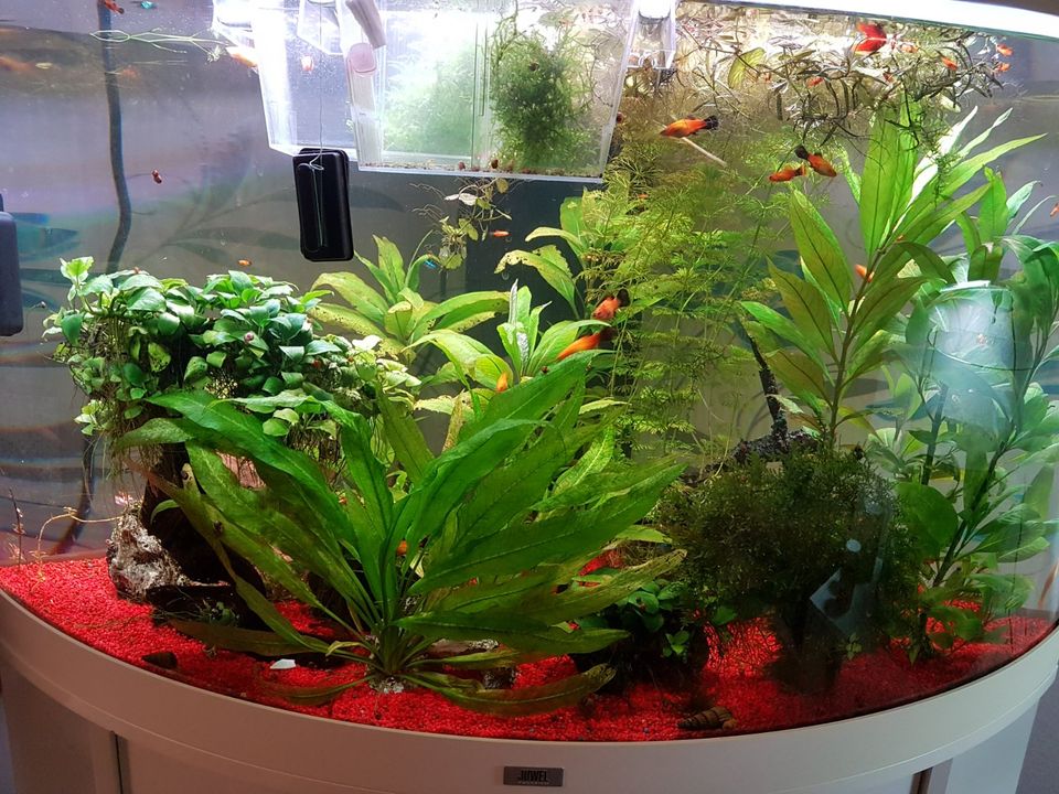 Aquarium Eckaquarium rund 190 Liter ohne Fische und ohne deko in Berlin
