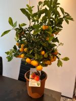 Orangenbaum / Citrus Calamondin Niedersachsen - Hollenstedt Vorschau
