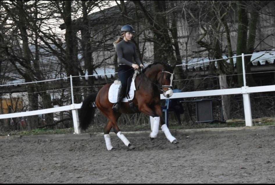 5 jähriges, menschenbezogenes Deutsches Reitpony, Stute, Dressur in Hemmingen