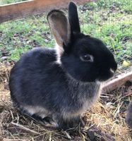 Zwergkaninchen, Hase, Männchen, Thüringen - Berka/Werra Vorschau