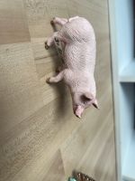 Schleich Schwein Nordrhein-Westfalen - Oerlinghausen Vorschau