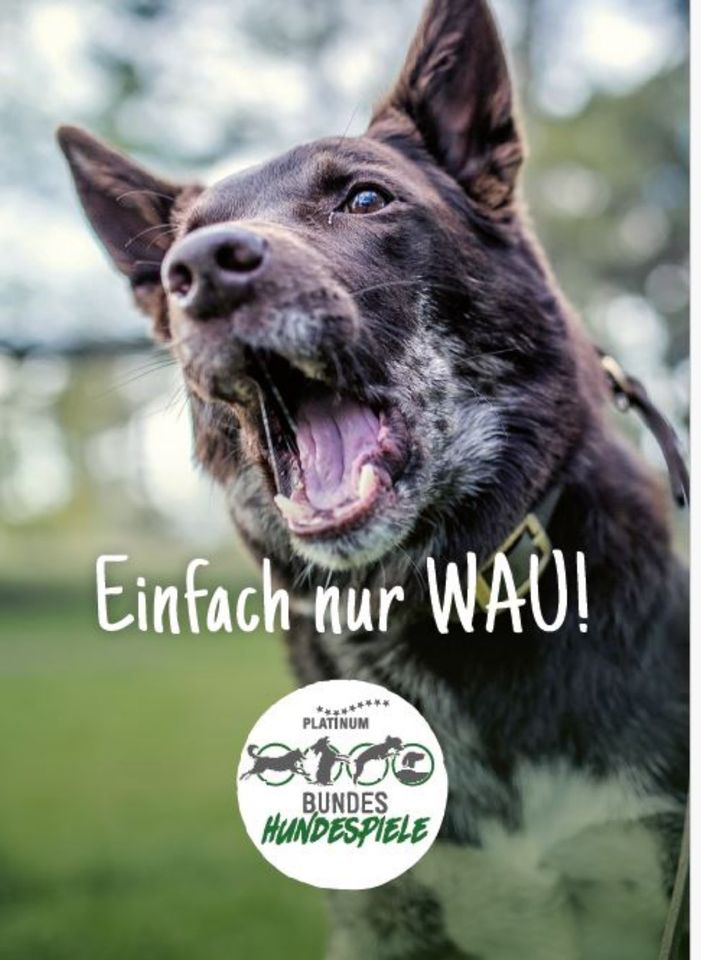 20 % Rabatt auf Tickets Bundeshundespiele 2024 - Du und dein Hund in Dresden