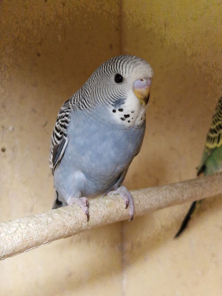 Nestjunge Wellensittiche zu verkaufen in Langenhagen