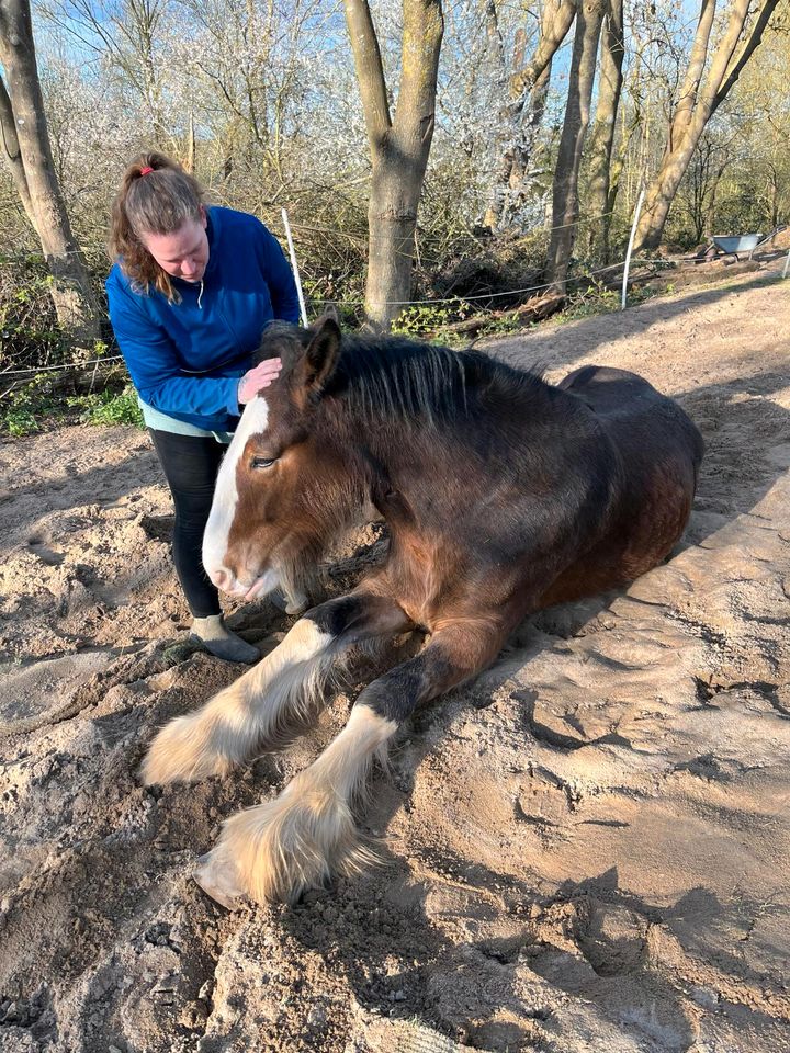 Shire Horse Wallach in Selmsdorf