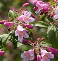 Perlmuttstrauch Kolkwitzie 60-80cm - Kolkwitzia amabilis Niedersachsen - Bad Zwischenahn Vorschau