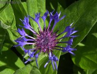 Centaurea montana Berg - Flockenblume 9x9x9cm Topf  ab 2,20€ stck Bayern - Bayreuth Vorschau