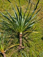 Palmlilie, stammbildende Yucca Hybride, Ableger, für den Garten Niedersachsen - Drage Vorschau