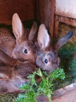 Hasen Kaninchen Jungtiere Thüringen - Mihla Vorschau