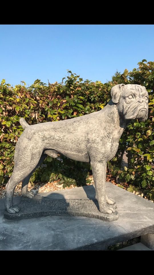 Boxer Lebensgroß 120kg 75cm Hund Steinguss Rüde Welpe Steinfigur in Düsseldorf