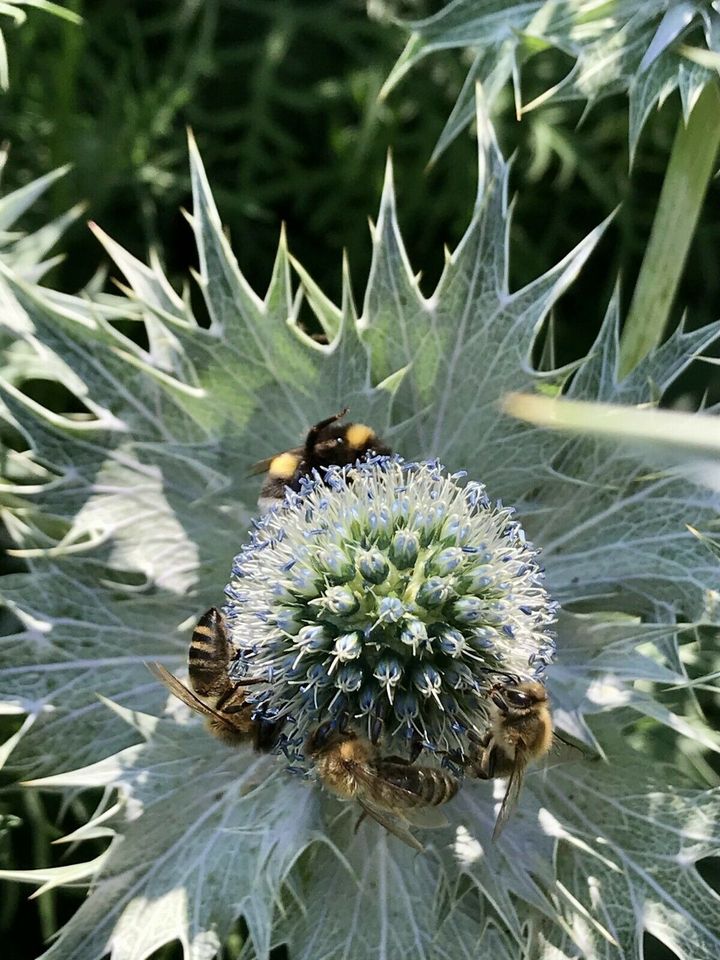 Naturbeetgestaltung Lebensinsel Wildstauden Beratung Insektenoase in Schwenningen