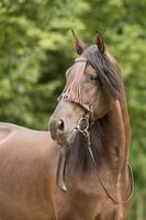 Barefoot Sevilla Vaquero Zaum Kopfstück spanisch barock Niedersachsen - Georgsmarienhütte Vorschau