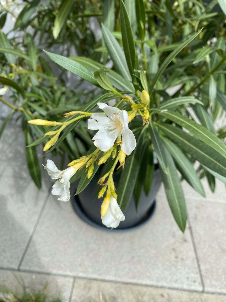 Oleander Weiß in Singen