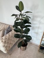 Gesunder Gummibaum Ficus Elastica Topf gold 1,70 m Indoorpflanze Berlin - Mitte Vorschau