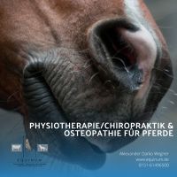 Physiotherapie Osteopathie Chiropraktik für Pferde Schleswig-Holstein - Ulsnis Vorschau