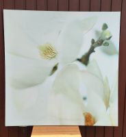 Ikea Pjätteryd Bild Magnolien Baden-Württemberg - Zuzenhausen Vorschau