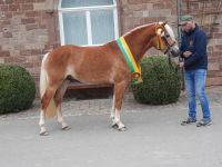 Haflinger Hengst (Wallach) 3 jährig gekört und prämiert Hessen - Nidda Vorschau