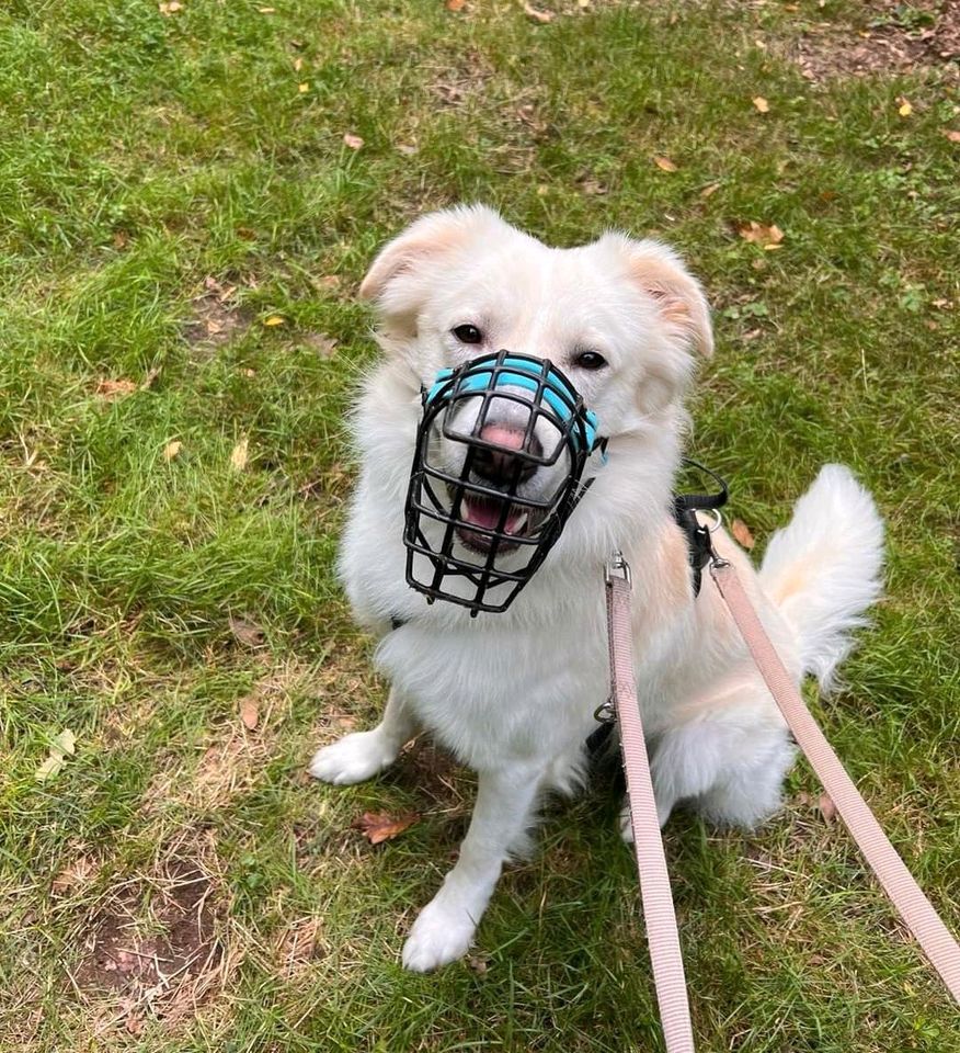 Simba:König der Hunde ❤️ in Essen