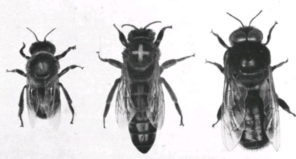 Deutsche Dunkle Biene Bienen Königin Mellifera Mellifera in Flensburg