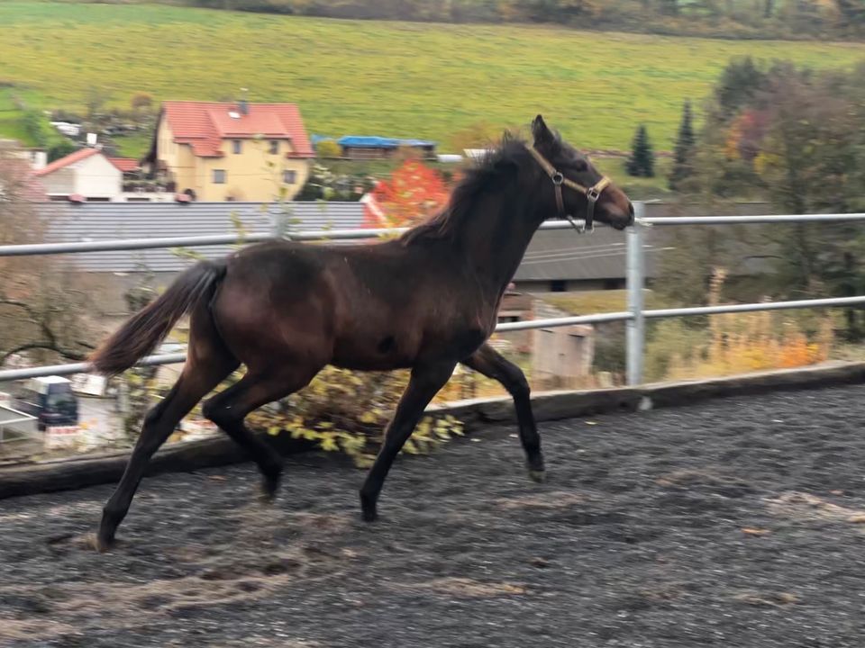 Trakehner- Stute zu verkaufen in Vacha