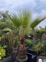 Palme Washingtonia Filifera Fächerpalme groß Niedersachsen - Garbsen Vorschau