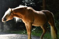 Pferdefotoshooting Ludwigsvorstadt-Isarvorstadt - Isarvorstadt Vorschau