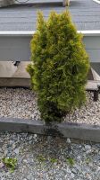 Lebensbaum/Thuja Sachsen - Ehrenfriedersdorf Vorschau