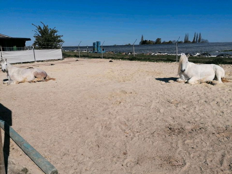 Offenstallplatz Offenstall für Kleinpferde-/ Pony-Wallach frei in Niederdorfelden