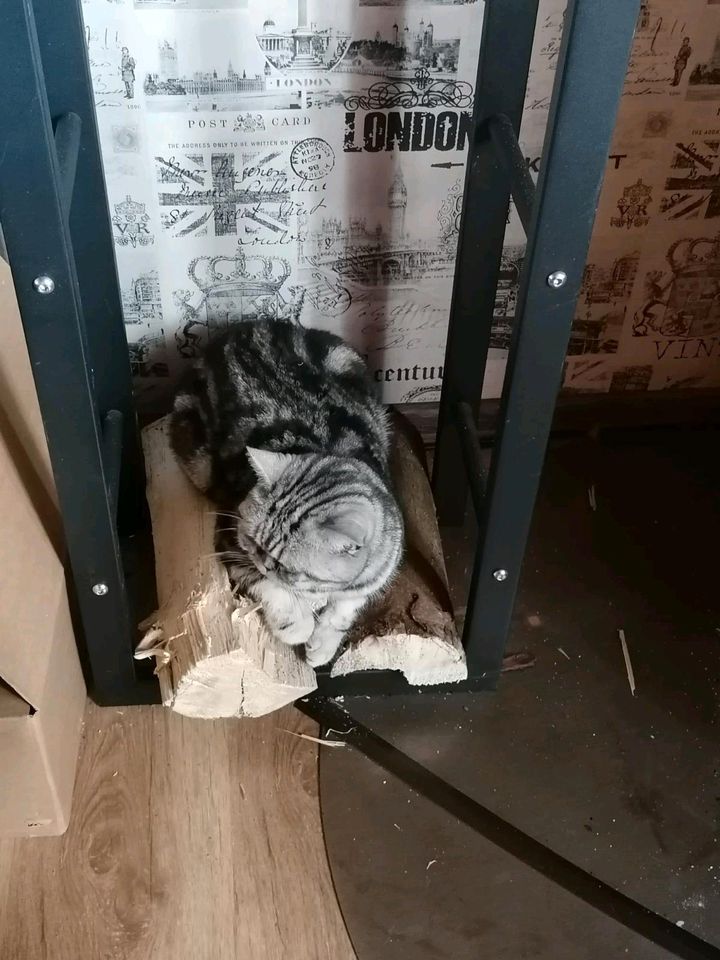 Britisch Kurzhaar (BKH) Katze abzugeben in Großalmerode