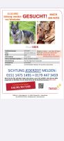 ODIN Gesucht! Hund entlaufen Hessen - Wiesbaden Vorschau