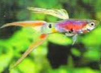 Guppy DS Pink Nordrhein-Westfalen - Bottrop Vorschau