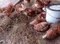 Hühner Eier von geretteten Hühner (2tes Leben) Baden-Württemberg - Ötisheim Vorschau