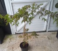 Acer palmatum, Jap.Ahorn H135cm.(Pflanze),Fächerahorn Herzogtum Lauenburg - Wentorf Vorschau