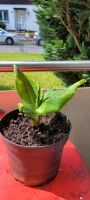 RESERVIERT FÜR JENNY!!Banane Bananenstaude (Musa) Zimmerpflanze Hessen - Bad Homburg Vorschau