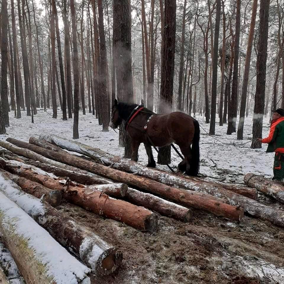 Holzrücker, Holzrücken mit Pferden ,Holzrückung mit Pferd in Spremberg
