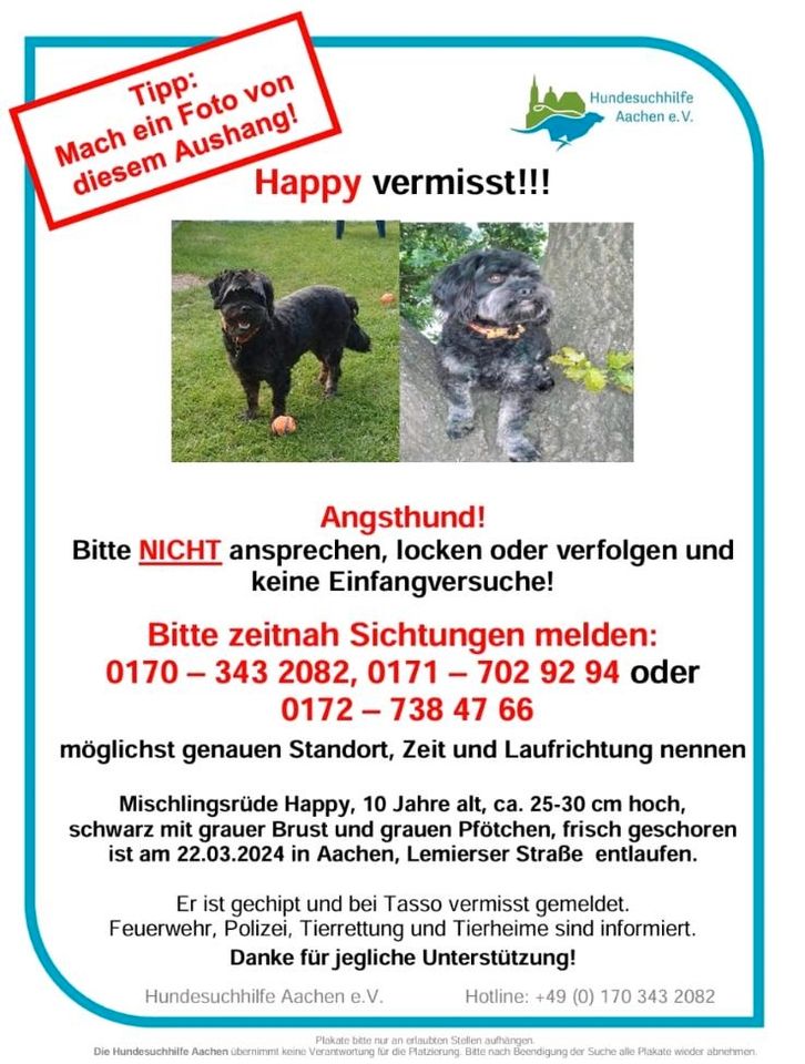 Hund "Happy" (Rüde) in Aachen vermisst / entlaufen in Aachen