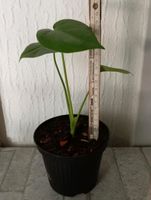 Monstera Deliciosa Essen - Essen-Borbeck Vorschau